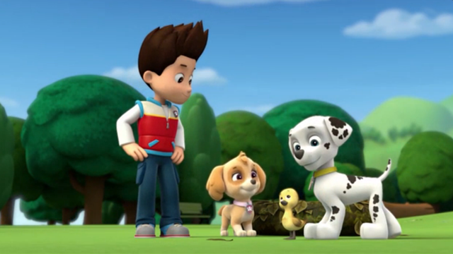 Una historia sobre un ganso bebé | Paw Patrol