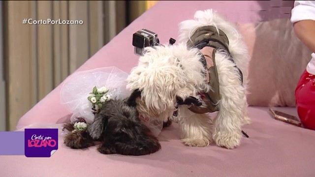 ¡Amor perruno! La divertida reacción de Copito al ver a Mulata | El diván de Vero