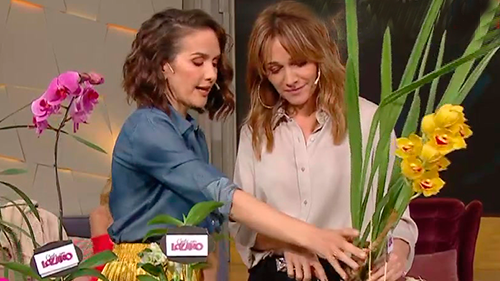 ¿Cuánto sabe Oreiro de las Orquídeas? | El diván de Vero