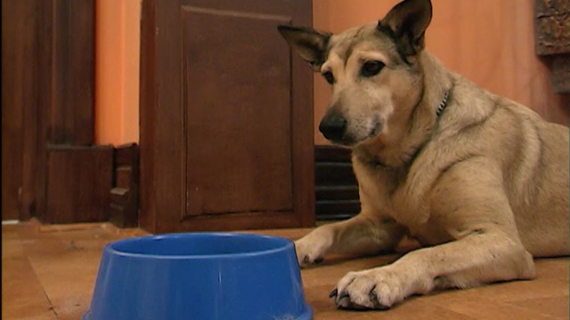 Todos los perros van en celo | Programas