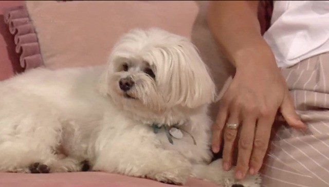 Terapia canina con Eugenia Tobal, Romeo y Copito | El diván de Vero