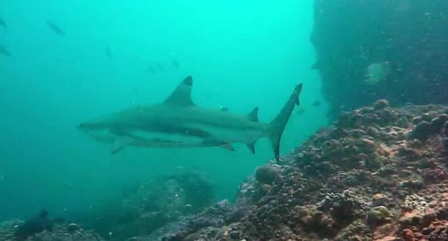 ¡Un tiburón atacó a Marley y Catherine Fulop en Fiji! | Mejores Momentos