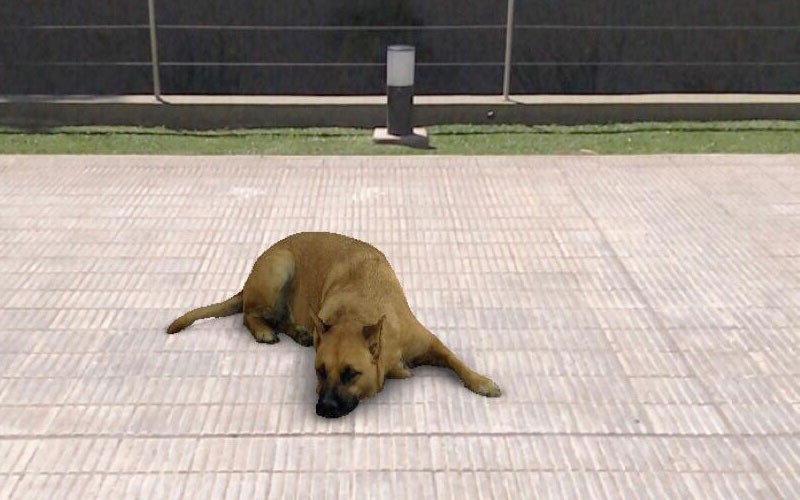 Las reacciones más insólitas al “filtro del perro” | Virales