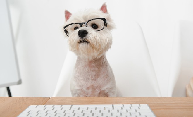 Mascotas en la oficina | Health