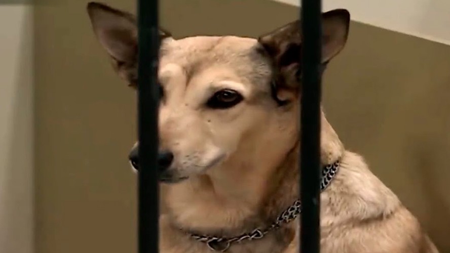 La trágica muerte de Fatiga, el perro de los Argento | Espectáculos