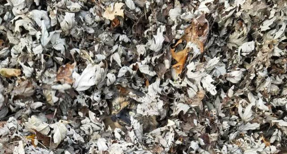 Encontrá al gato camuflado entre las hojas | Virales