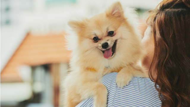 Confirmado: los perros nos entienden más de lo que creemos | Sociedad