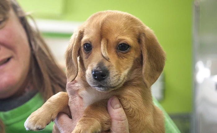 Conmoción por la adopción de un "perro unicornio" | Virales