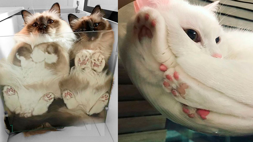 Un hilo de gatos que no vas a poder creer | Virales