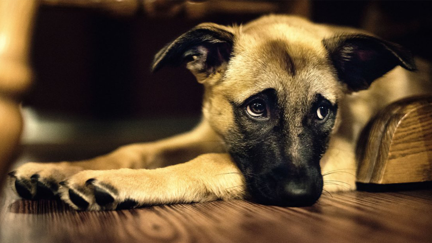 Un estudio científico asegura que los gritos afectan la salud mental de los perros | Sociedad