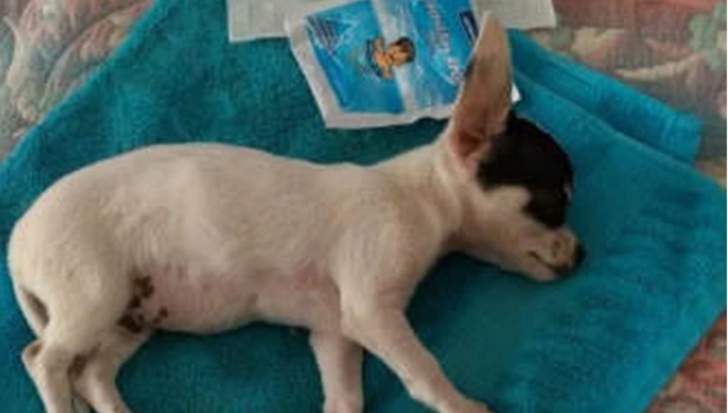 No a la pirotecnia: el caso del cachorrito que sufrió daño cerebral | Sociedad