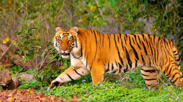 Pintó a su perro para que parezca un tigre y asuste a monos salvajes | Virales