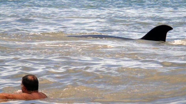 Increíble descubrimiento en la playa de Monte Hermoso | Sociedad