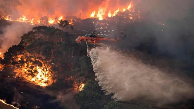 Famosos donan sumas millonarias por los incendios en Australia | Espectáculos