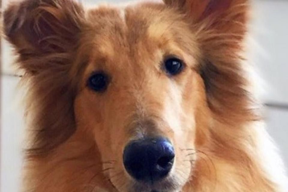 El saludo de Alberto Fernández a su perro Dylan | Virales