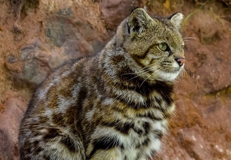 Fue visto en Mendoza un animal en peligro de extinción | Sociedad