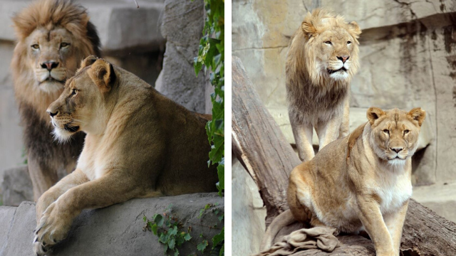 Se suicidó una leona: se tiró a un foso después de que su pareja muriera | Sociedad