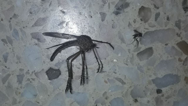 La foto del mosquito gigante que causa pánico | Virales