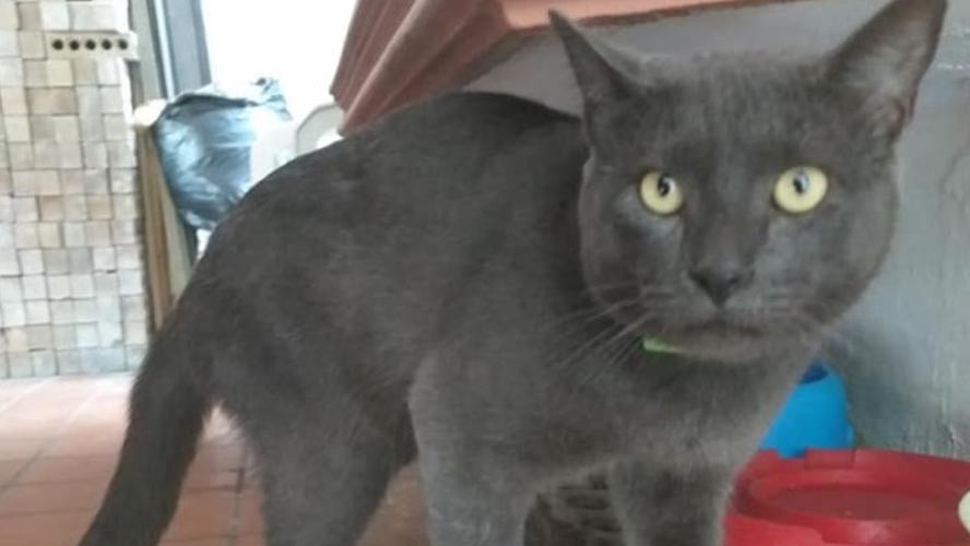 ¡Descubrió que su gato tenía doble vida! | Virales