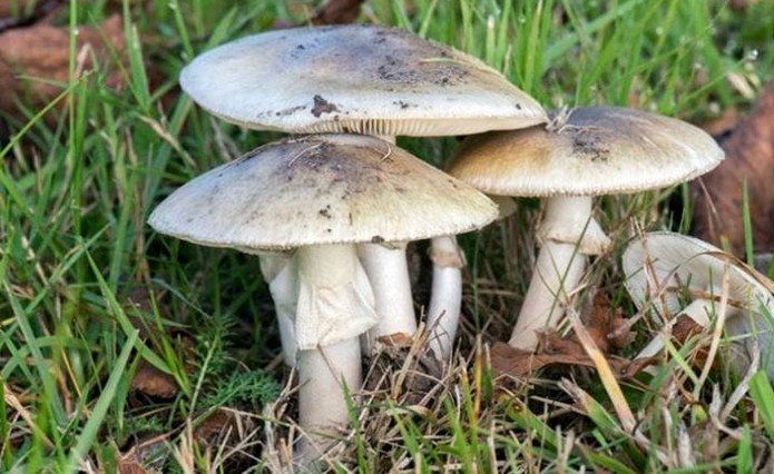 Un turista comió el "hongo de la muerte" y murió | Sociedad