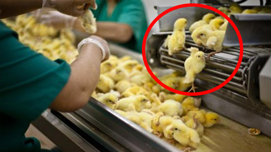 Se prohibirá el triturado de pollitos vivos en Francia | Sociedad