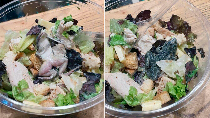 Pidió una ensalada y le vino con una rana | Virales