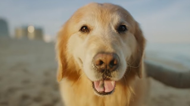 Pagó 6 millones de dólares para que pasen un anuncio de su perro | Virales