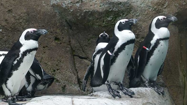 Comprueban que los pingüinos africanos usan un lenguaje similar al humano | Sociedad