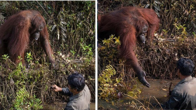 Solidaridad: orangután le da su mano a un hombre en un pantano | Virales