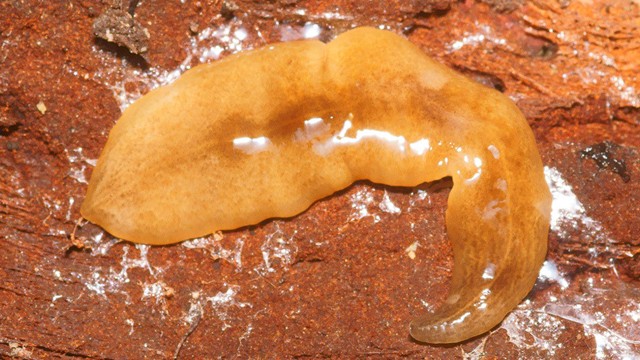 El gusano argentino que causa pánico en Europa | Salud