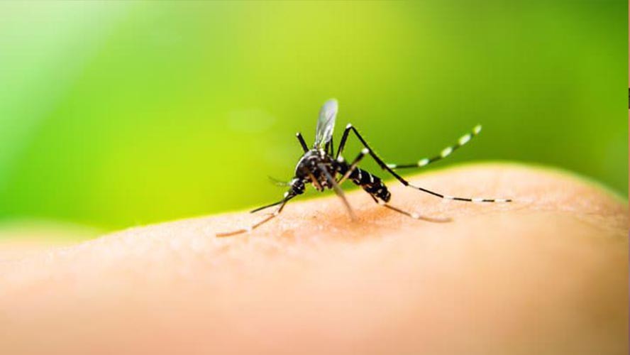 Tres casos de Dengue en un mismo edificio | Salud