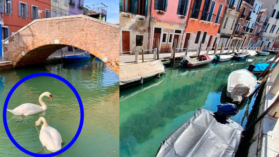 Coronavirus: por la cuarentena, los canales de Venecia se volvieron cristalinos | En el mundo