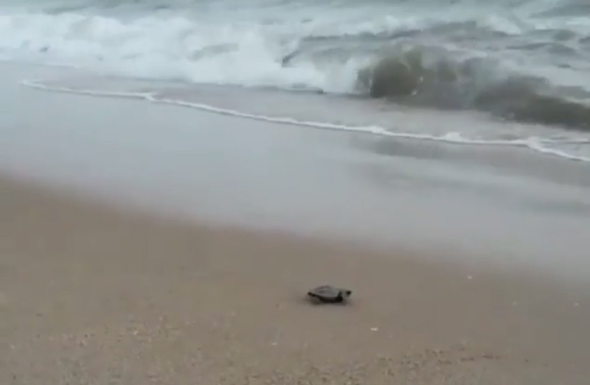 El tierno video de 97 tortugas recién nacidas caminando por la playa | Virales