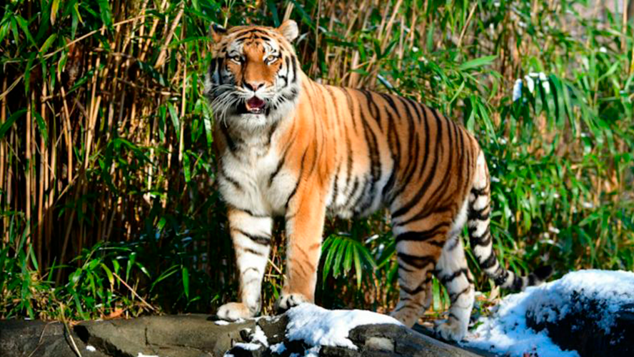 ¿Una tigresa del Zoológico del Bronx tiene coronavirus? | En el mundo