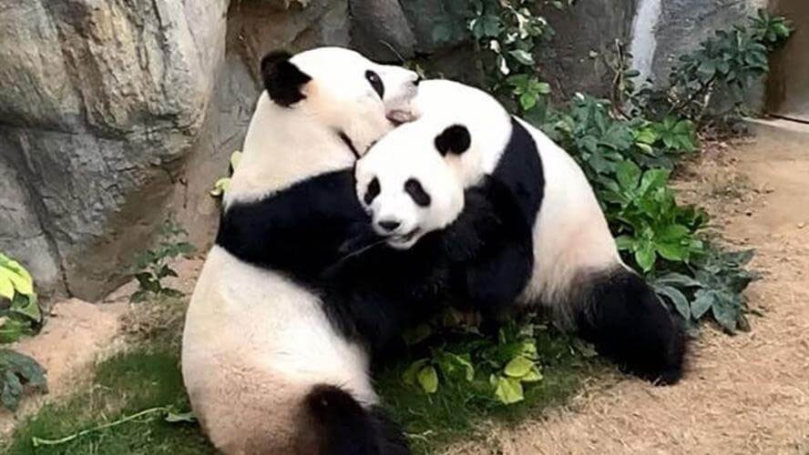 Dos pandas tuvieron sexo luego de 10 años | Virales