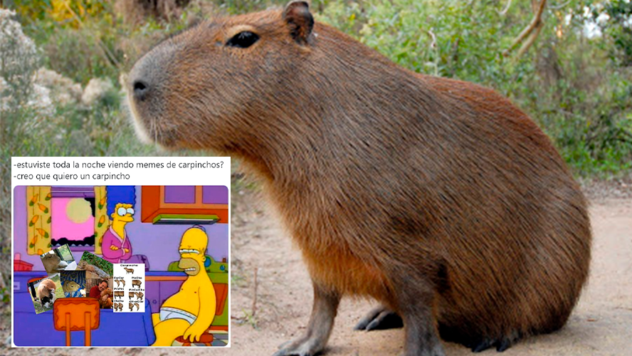 Todo lo que tenes que saber del carpincho: el animal del momento | Virales