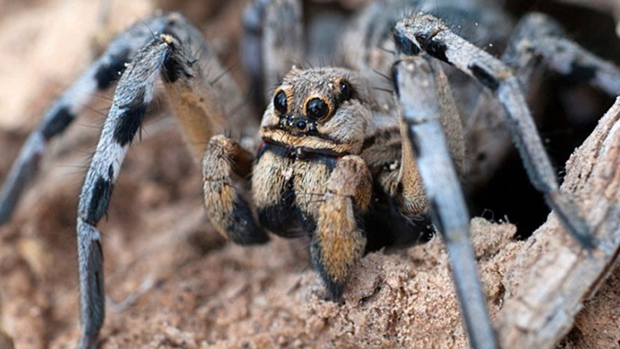 Una especie de arañas se volvió caníbal por el calentamiento global | Virales