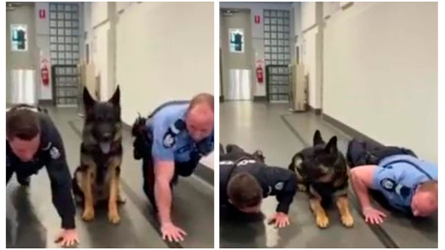 El perro policía que hace flexiones se volvió viral | Virales