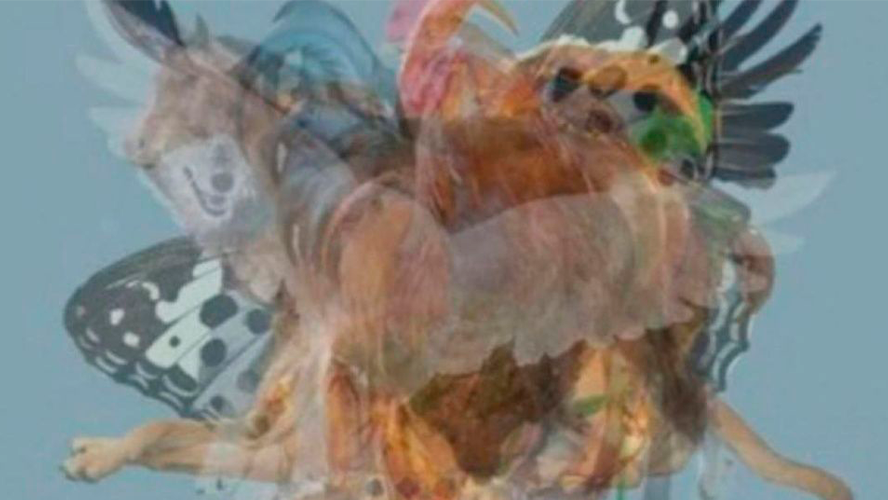 Desafío: el animal que veas primero define tu personalidad | Virales