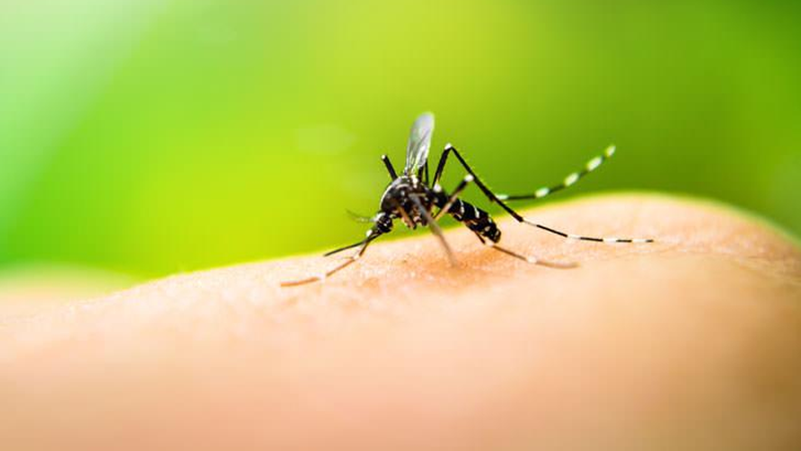 El INTA desarrolló un producto clave contra el Dengue | Sociedad