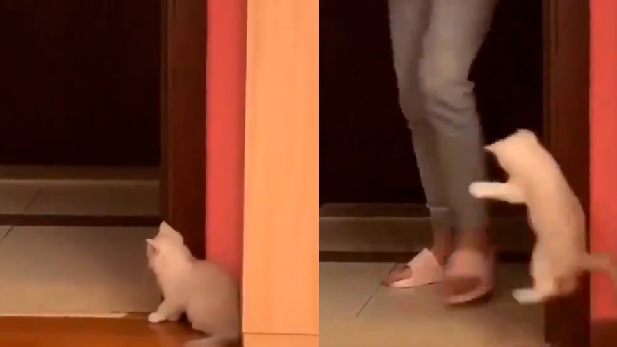 Lo más tierno que verás hoy: el gatito asustador | Virales