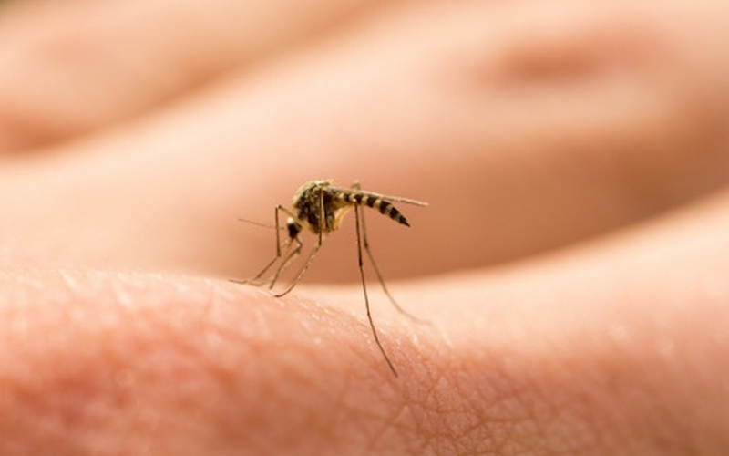 Temor por el "mosquito tigre" capaz de transmitir hasta 22 tipos de virus | Sociedad