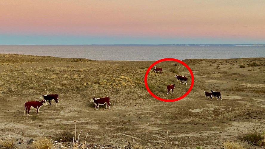 ¿Cómo hizo un grupo de vacas para copar las playas de Chubut? | En Argentina
