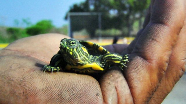 Negligencia: murió una bebé tras ingerir sangre de tortuga contra el coronavirus | En el mundo