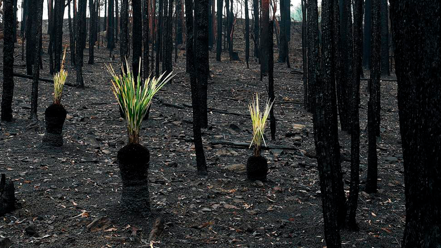 El impactante video grabado en Australia que se recupera de los incendios | Virales