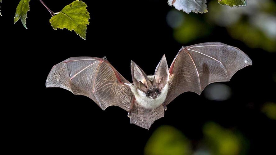 Científicos alertaron sobre la aparición de nuevos coronavirus en murciélagos | En el mundo