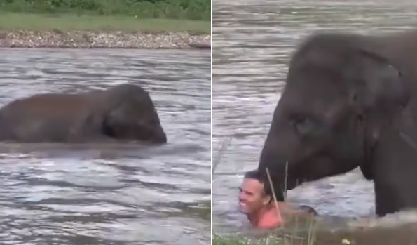 El tierno gesto de un elefante que pensó que una persona se ahogaba y salió a su rescate | Virales