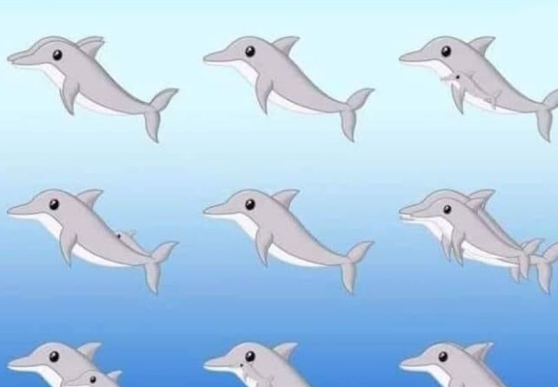 El nuevo desafío que es furor en redes: ¿Cuántos delfines ves? | Virales