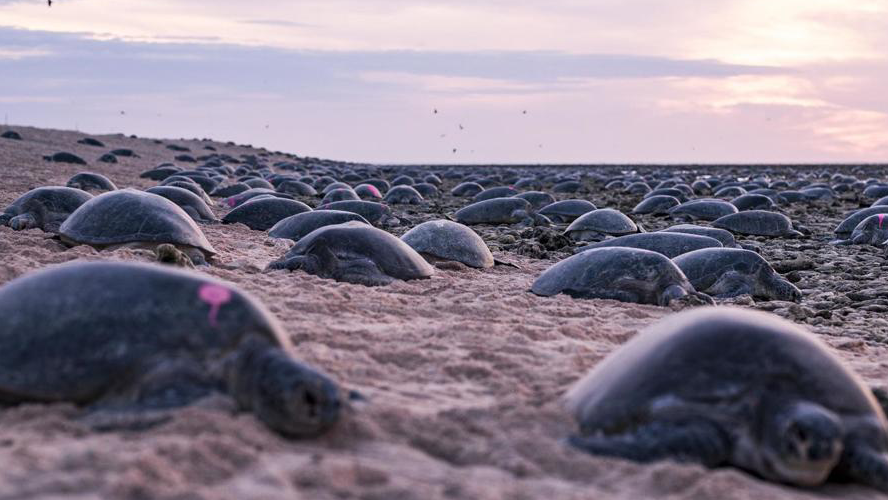 Una colonia de tortugas en peligro de extinción volvió a su hogar tras 35 años de haber migrado | Virales