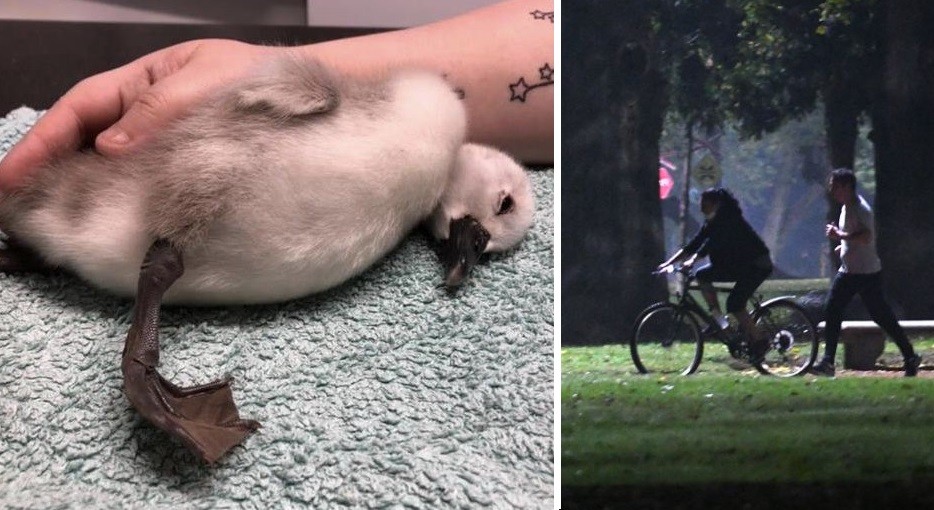 ¡Cuánta maldad: un runner pateó a cisne bebé y le provocó un daño cerebral grave! | Sociedad